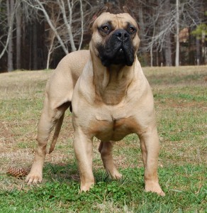 Boerboel is being alert