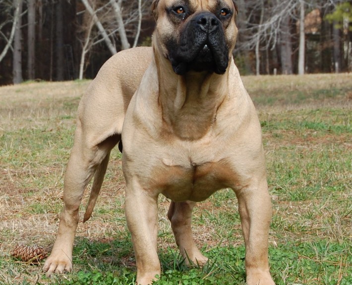 Boerboel is being alert