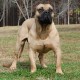 Boerboel is being alert