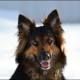 Bohemian Shepherd is enjoying the snow