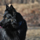 Bohemian Shepherd is walking on the shore