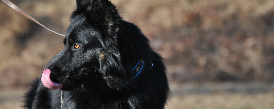 Bohemian Shepherd is walking on the shore