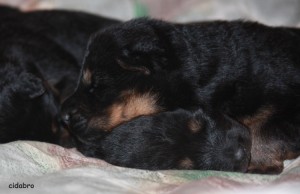 Bohemian Shepherd is sleeping tight