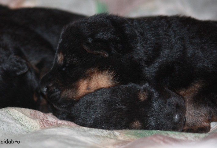 Bohemian Shepherd is sleeping tight