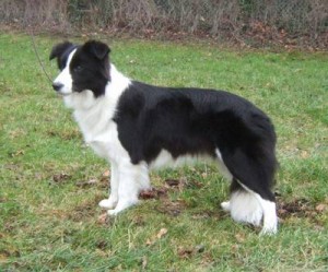 Border Collie