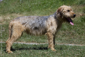 Bosnian Coarse-haired Hound is walking on the field