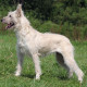 Bouvier des Ardennes is running uphill