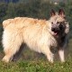 Bouvier des Ardennes is running like crazy