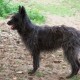 Bouvier des Ardennes is walking