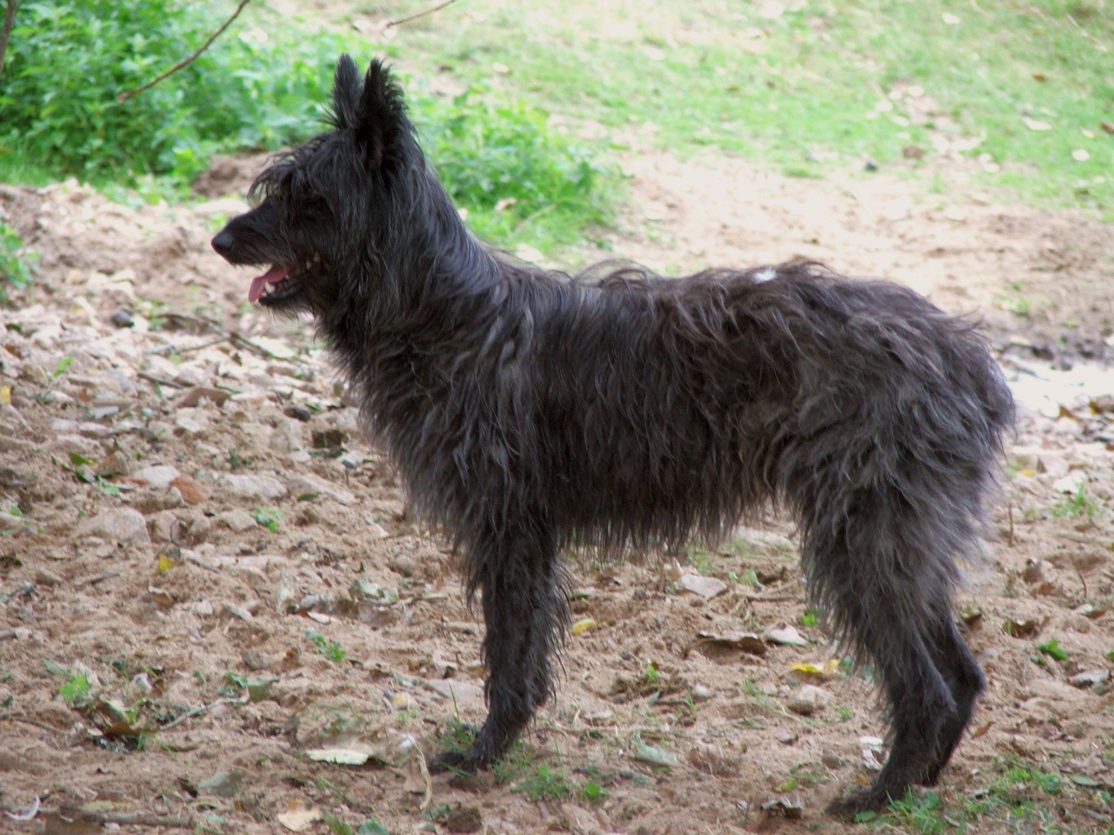 Bouvier des Ardennes is walking - Pet Paw