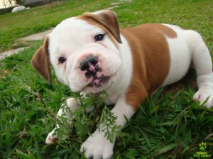 Bulldog Campeiro is looking cute
