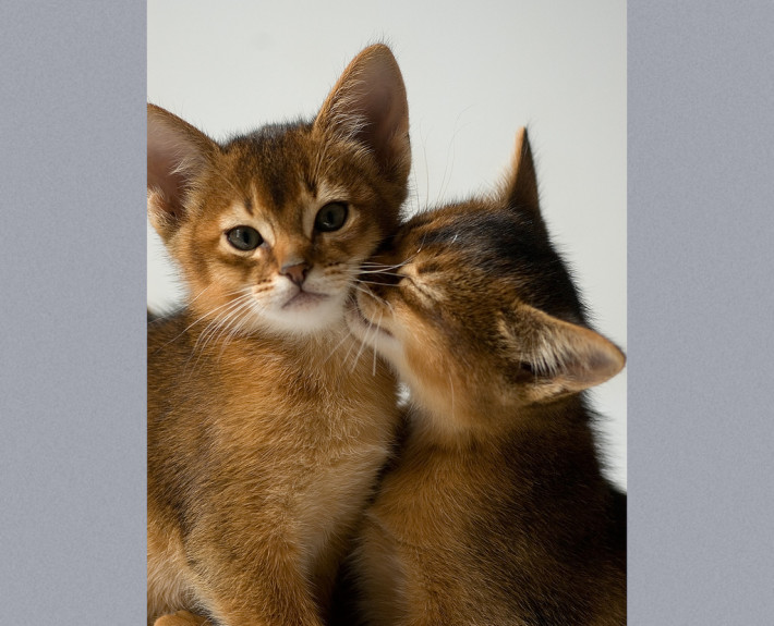 Two cute Abyssinian cat