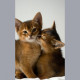 Two cute Abyssinian cat