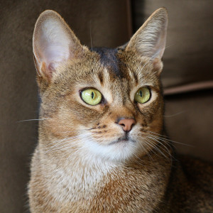 Abyssinian cat