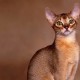 Abyssinian cat staring at something