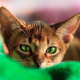 Abyssinian cat in the couch