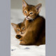 Two little cute Abyssinian cat