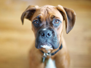 Boxer Dog Breed
