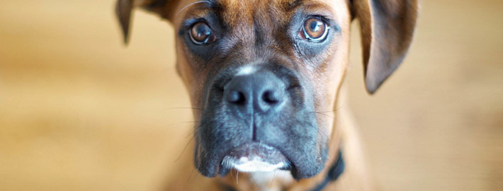 Boxer Dog Breed