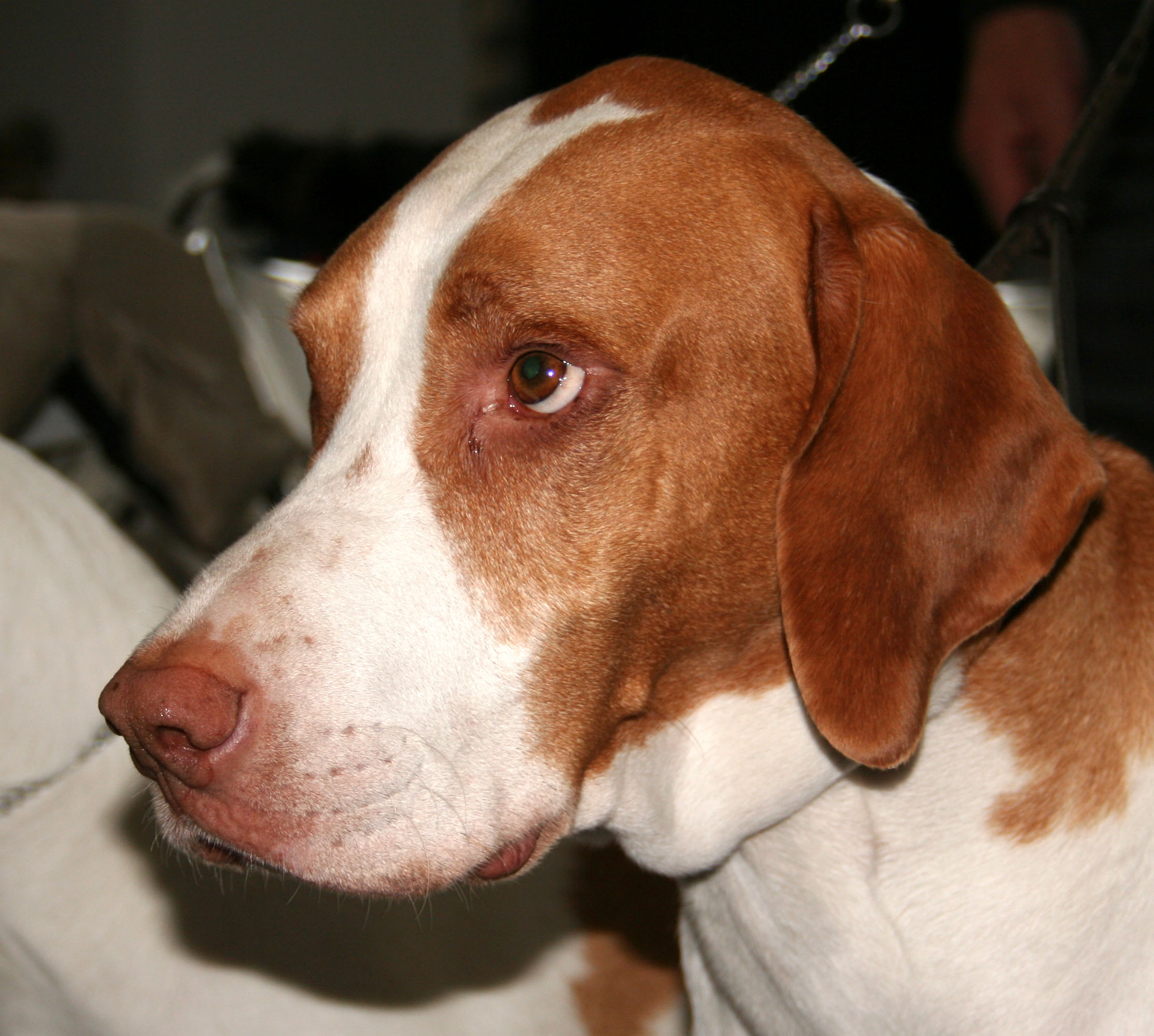 The Braque Saint-Germain: A Versatile Hunting Companion 6 Braque Saint-Germain Health