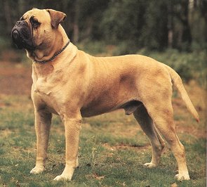 Bullmastiff