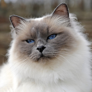 Birman - Information, Health, Pictures & Training Pet Paw