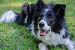 Border Collie sitting in grass