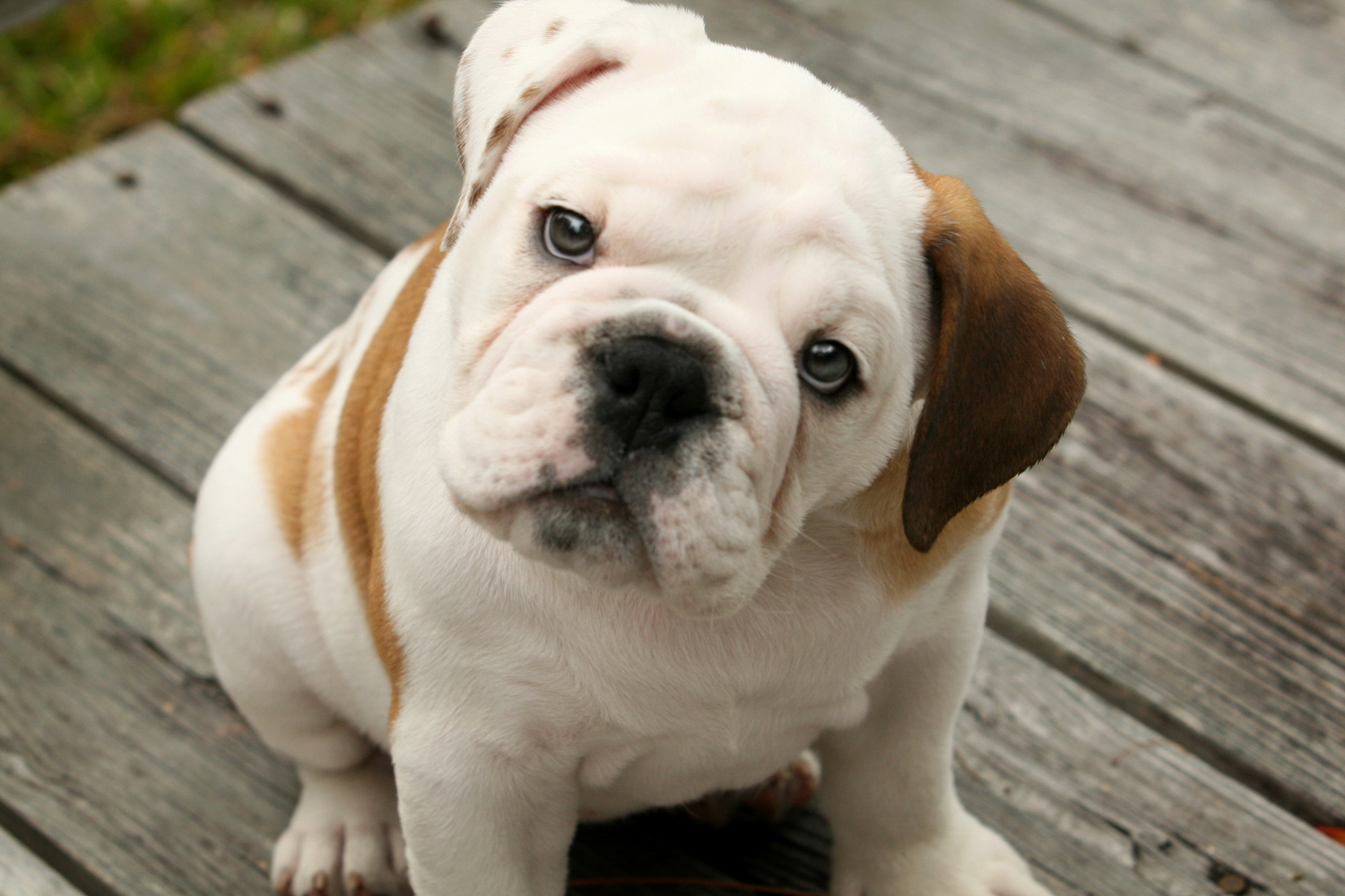 Bulldog is wondering what's infront - Pet Paw