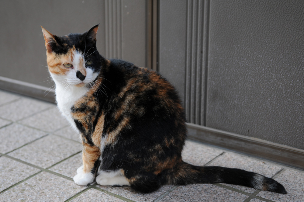 Calico - Information, Health, Pictures &amp; Training Pet Paw