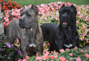 Cane Corso is enjoying the garden