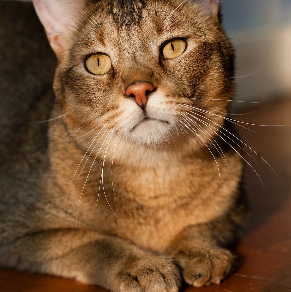 Chausie Information Health Pictures Training Pet Paw