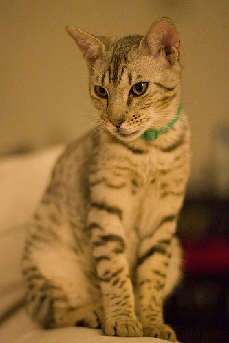 Cheetoh - Pet Paw