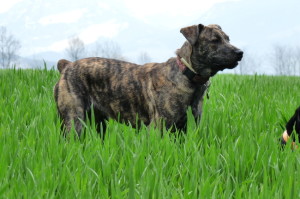 Cão Fila de São Miguel is walking on the rice fields