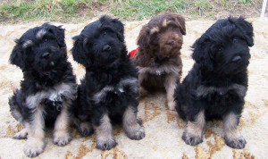 Cão da Serra de Aires is waiting for their mom