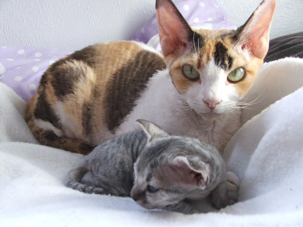 Devon Rex Information Health Pictures Training Pet Paw