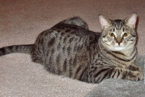 Domestic Shorthair Cat