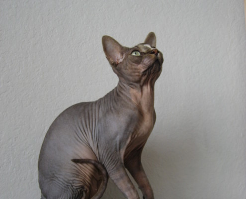 The Donskoy Sphynx cat. stock image. Image of cute 