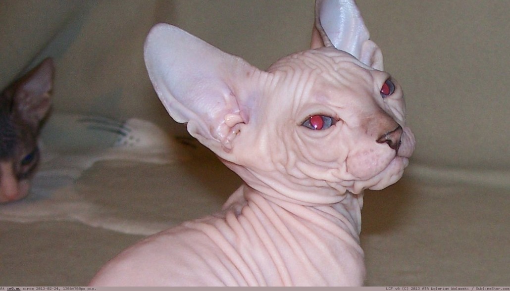 The Donskoy Sphynx cat. stock photo. Image of cute 