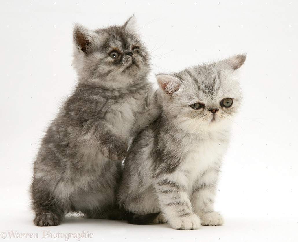 Exotic Shorthair Information Health Pictures Training Pet Paw
