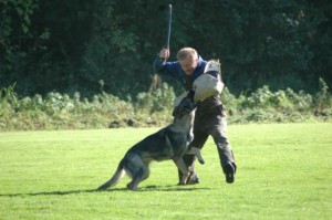 Find Out How Police K-9 Dogs are Trained