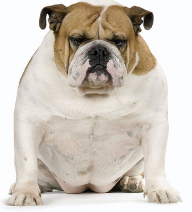 fat dog breeds