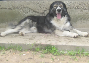 Carpathian Shepherd Dog is just laying down