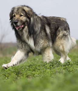 Carpathian Shepherd Dog is hunting something