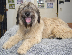 Catalan Sheepdog is just chilling with his human's room