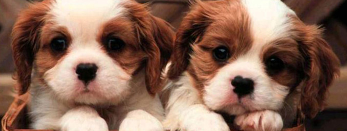 Cavalier King Charles Spaniel is so sweet