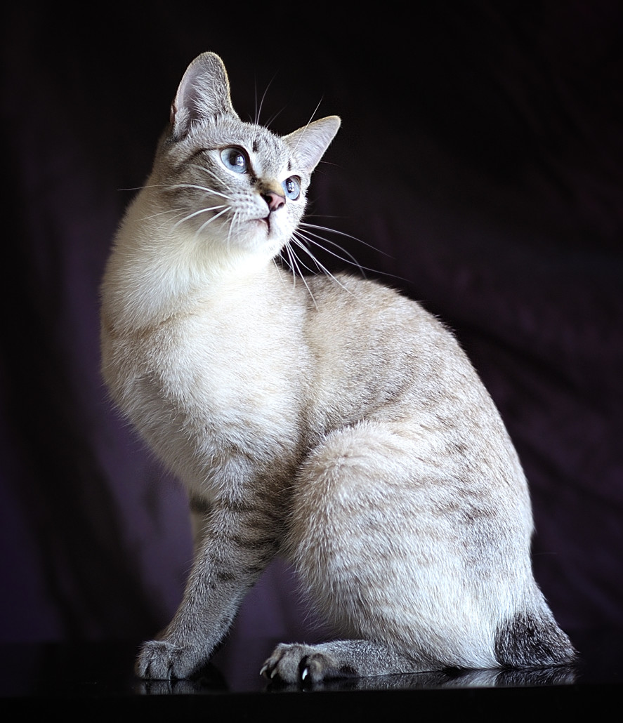 Mekong bobtail - Information, Health, Pictures & Training Pet Paw