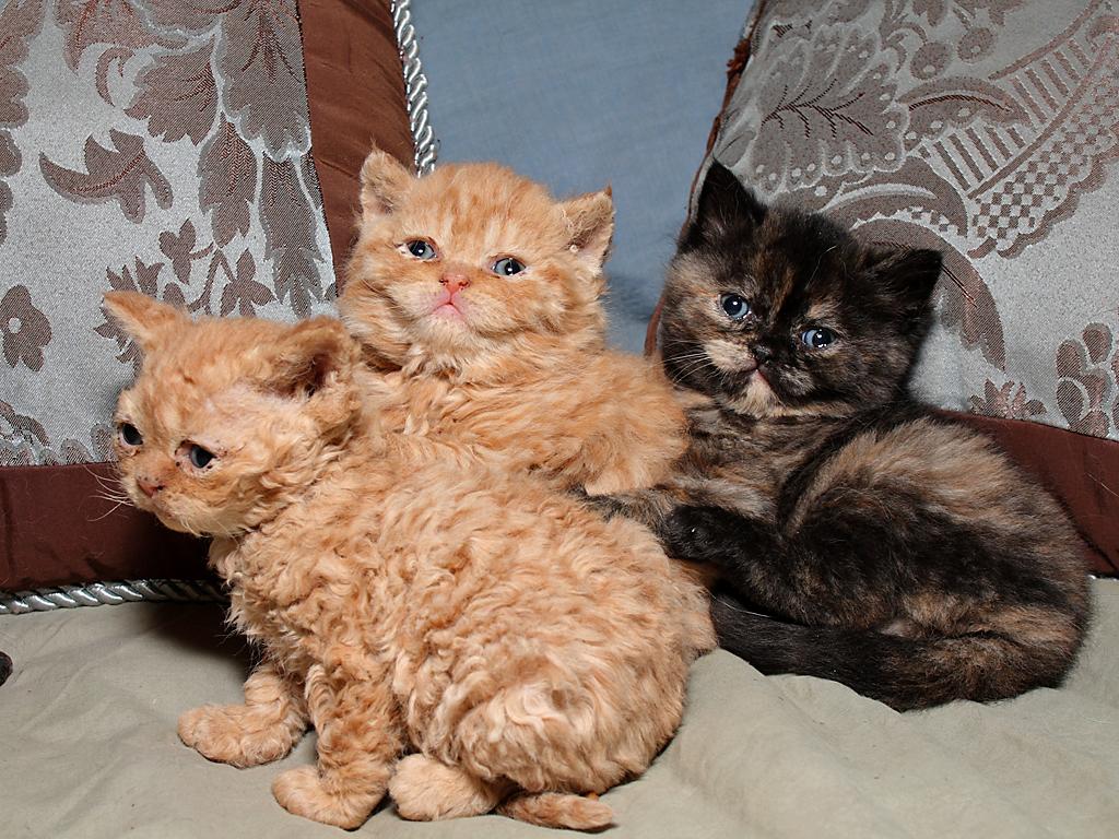 selkirk rex kittens for sale north carolina Rex selkirk cat breeds
breed cats kitten thepetowners robinson alan animal photography