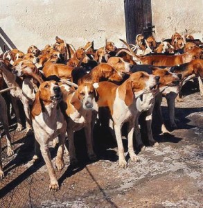 Chien Français Blanc et Orange is walking with pack