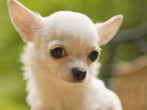 Chihuahua is being shy on the camera