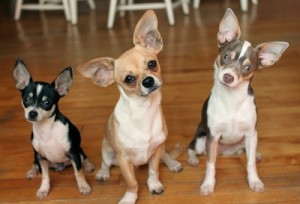 Chihuahua is wondering about what is infront of them
